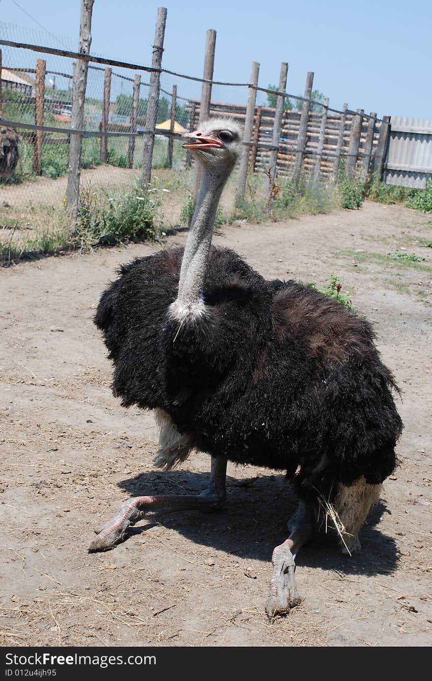 Ostrich