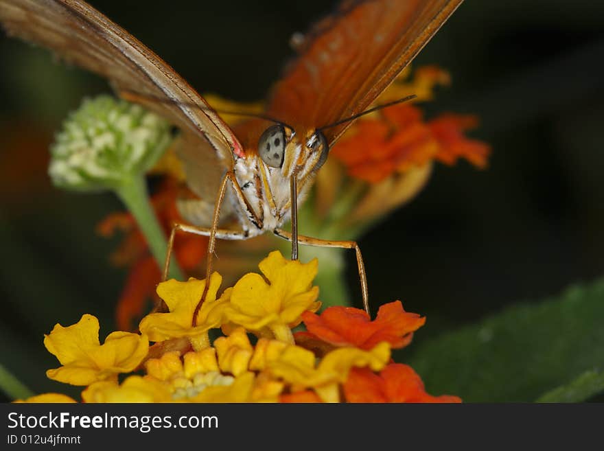 Julia butterfly