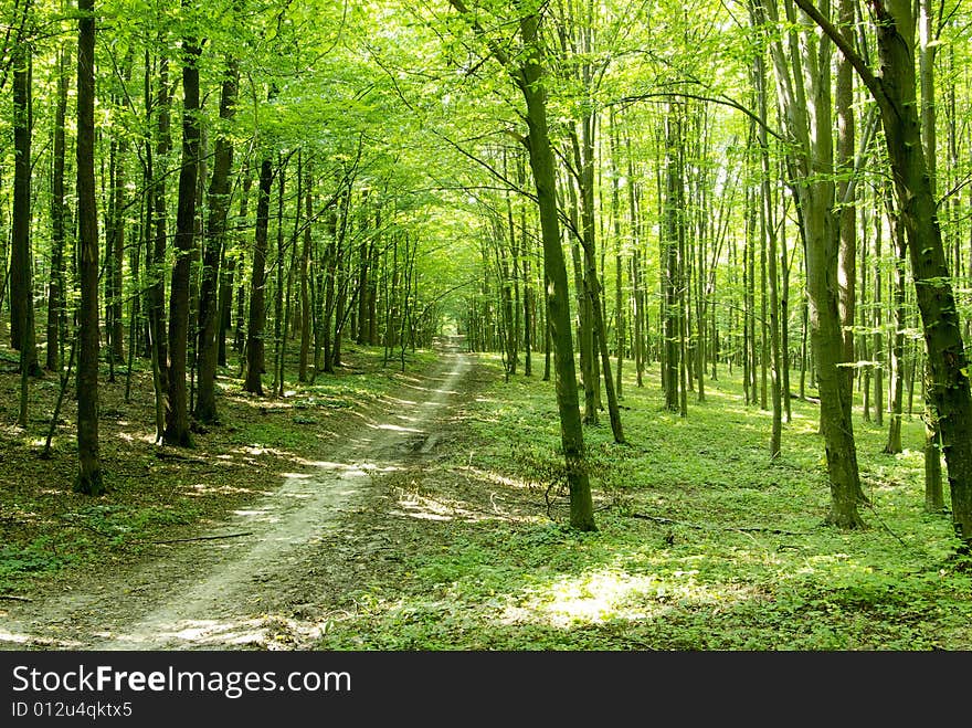 A rural road through a forest full of trees.