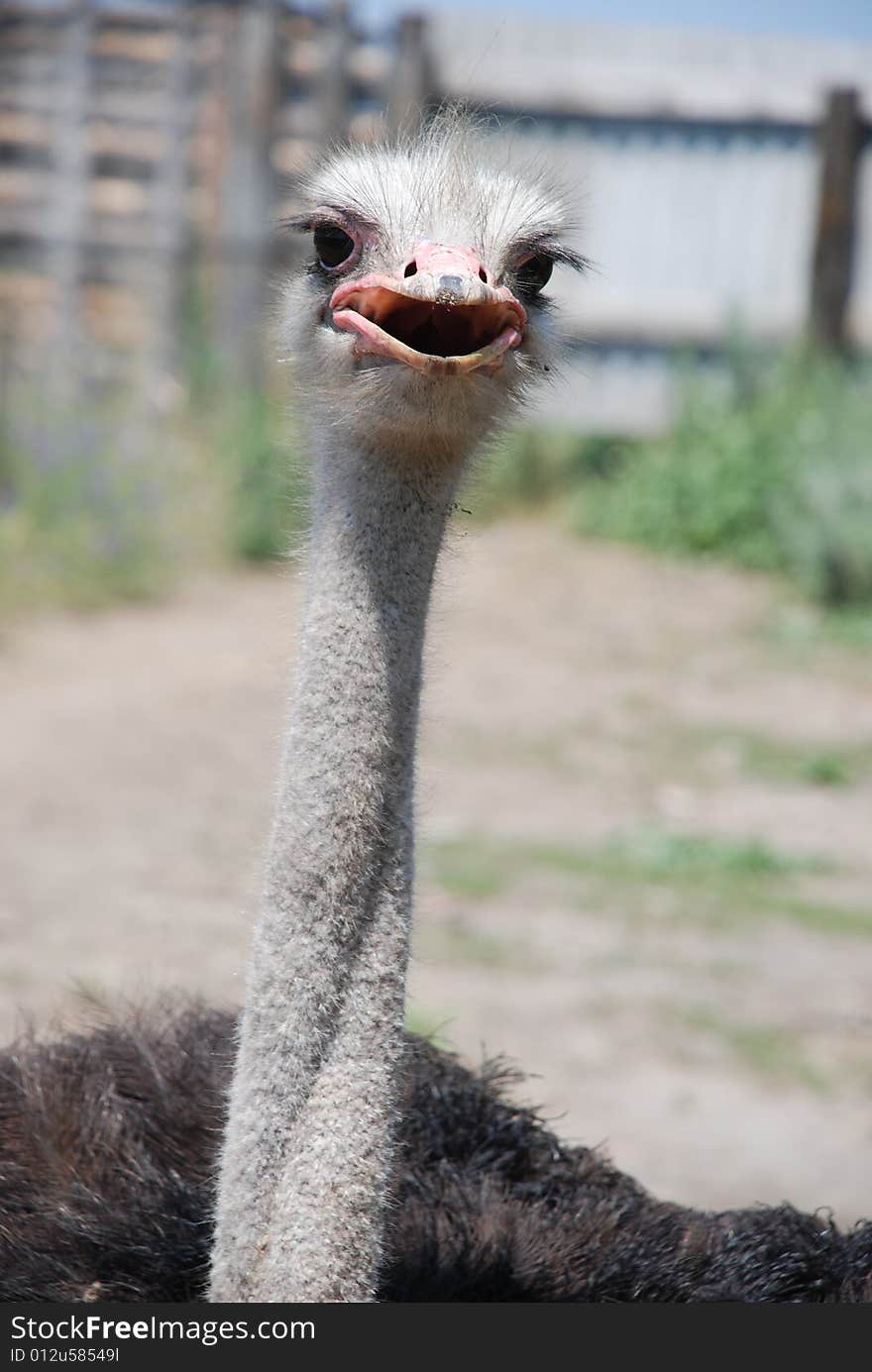 Ostrich