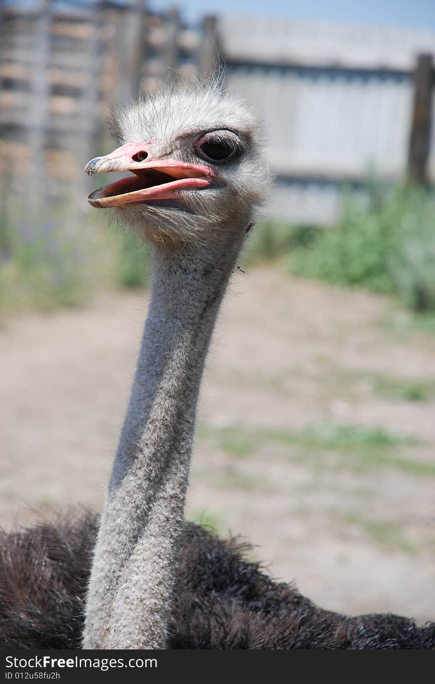 Ostrich