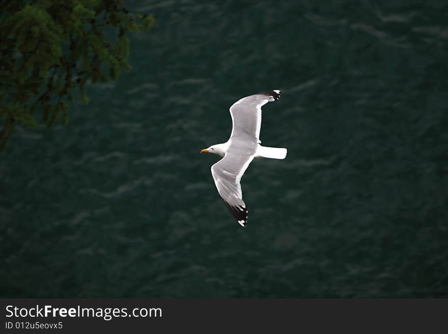 Bird in flight over the lake. Bird in flight over the lake