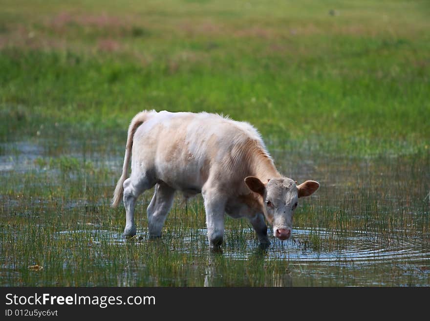 Cow eating grass in field