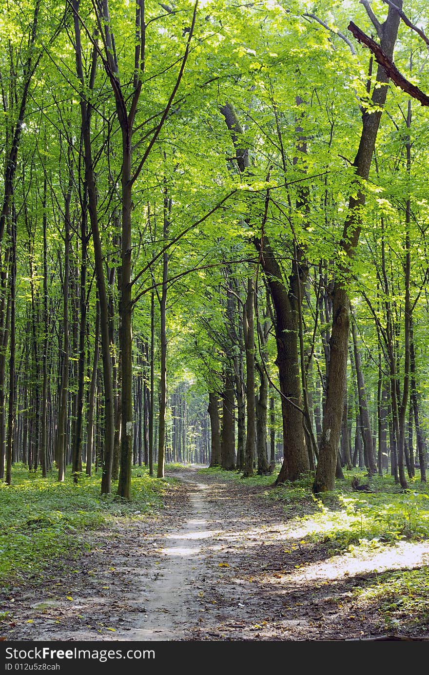 A rural road through a forest full of trees.