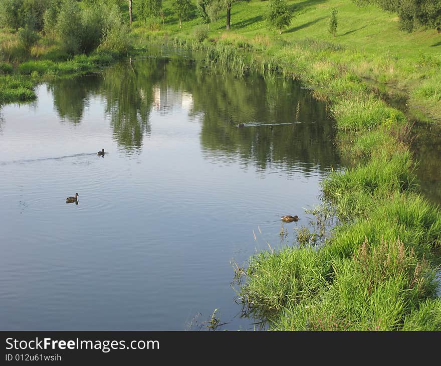 Swimming ducks in river