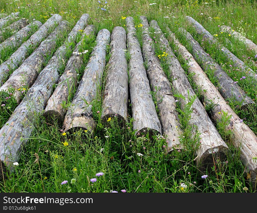 Logs on the earth in green grass. Logs on the earth in green grass