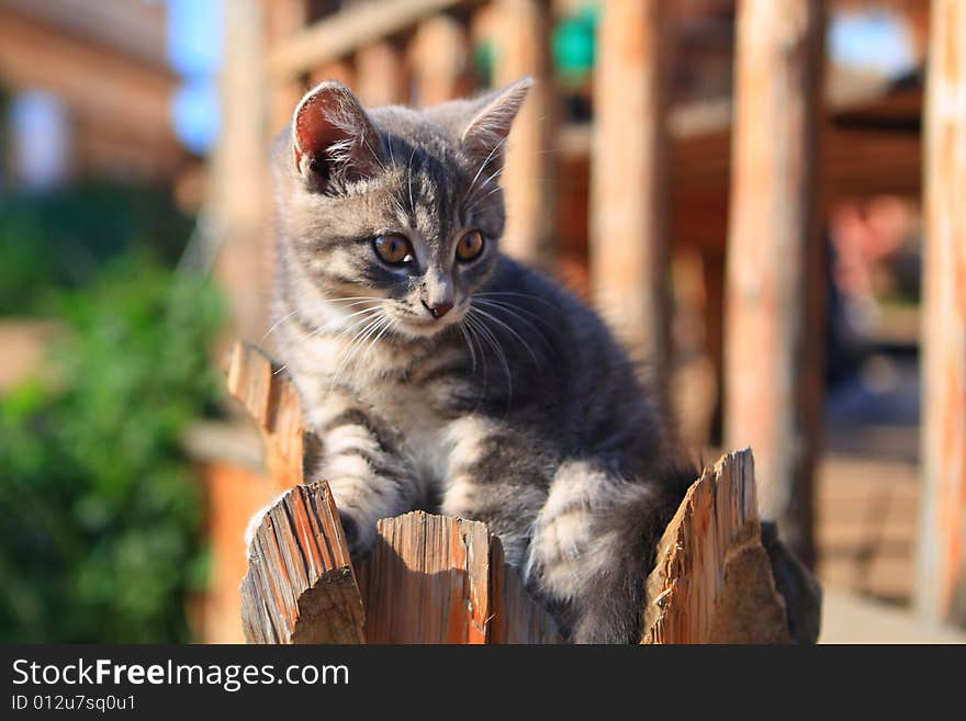 Grey Kitten is looking around