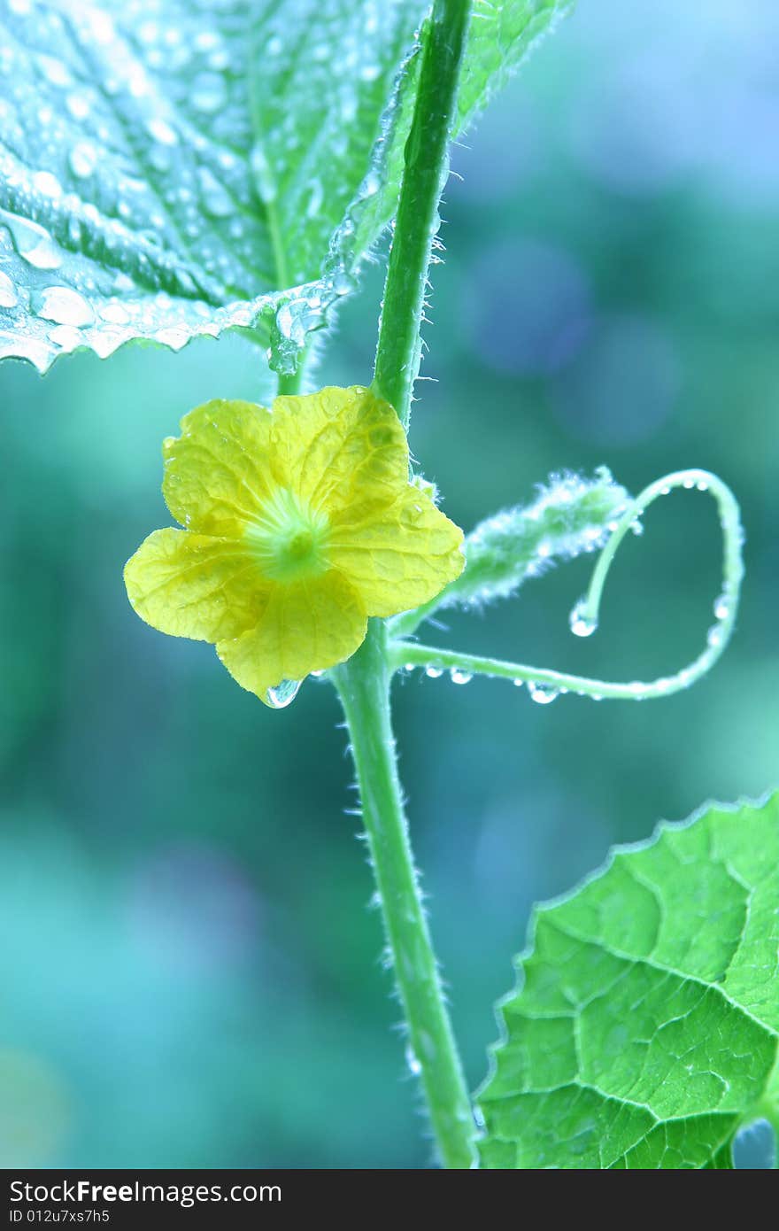 Growing green of cucumber Water Drop on the leaf. Growing green of cucumber Water Drop on the leaf