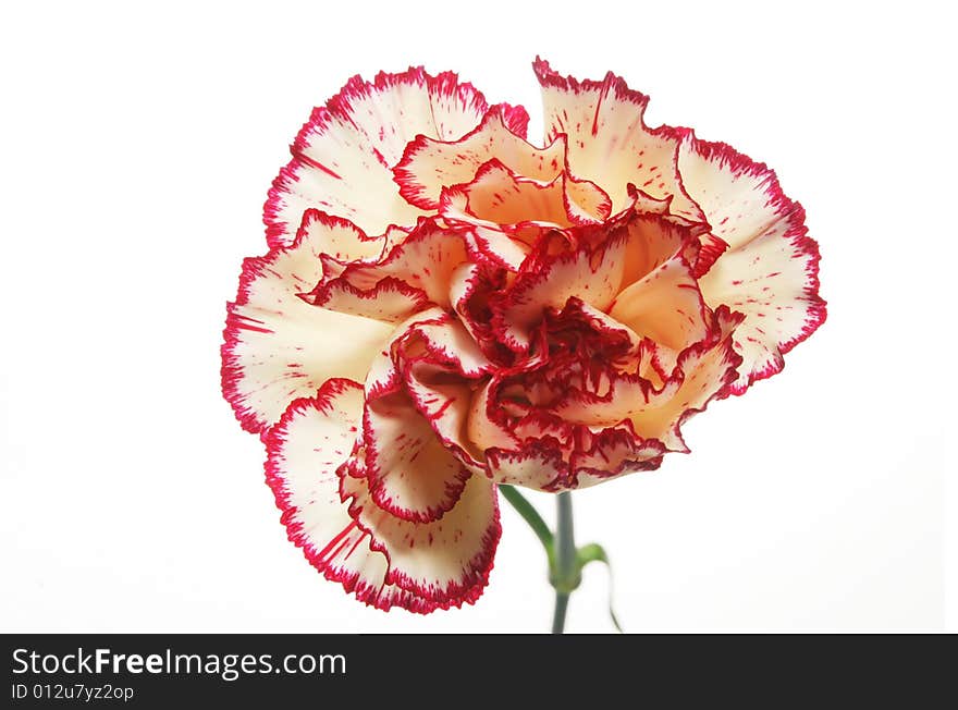 Close up of a Carnation flower isolated on white