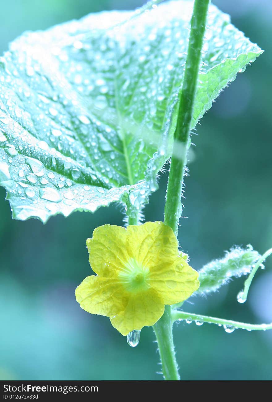 Growing green of cucumber
 Water Drop on the leaf. Growing green of cucumber
 Water Drop on the leaf