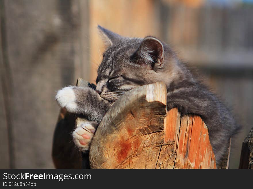 Grey Kitten is looking around