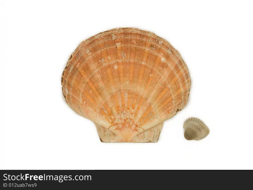 One big and one small shell isolated on the white background. One big and one small shell isolated on the white background