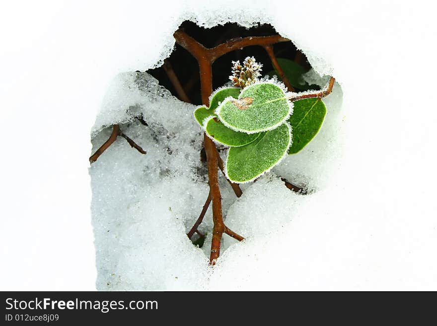 A frosty plant growing in a hole in the snow