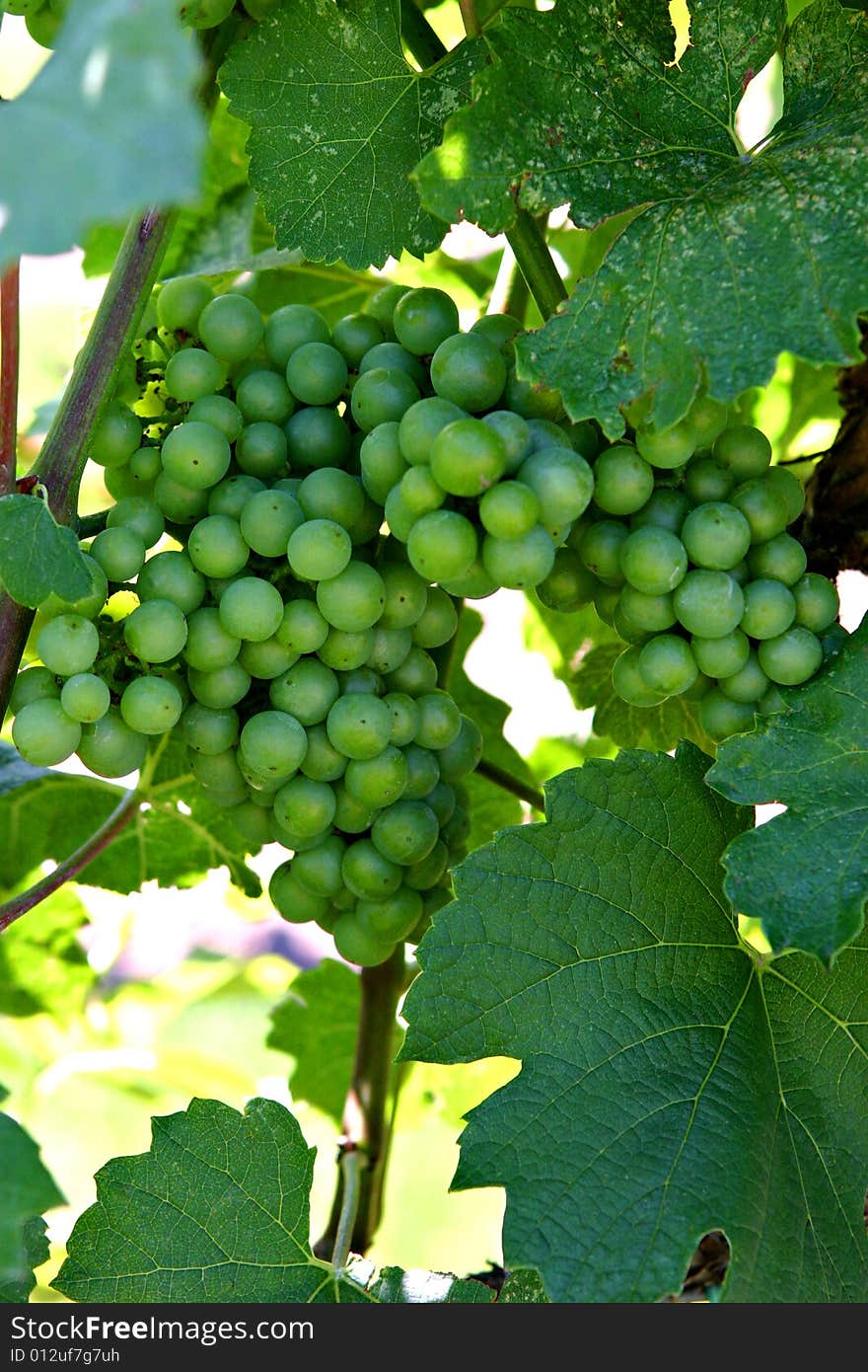 Green grapes hanging on a branch