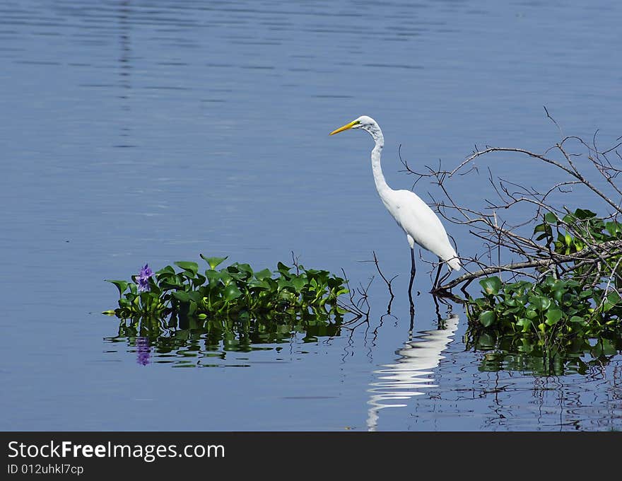 White Heron