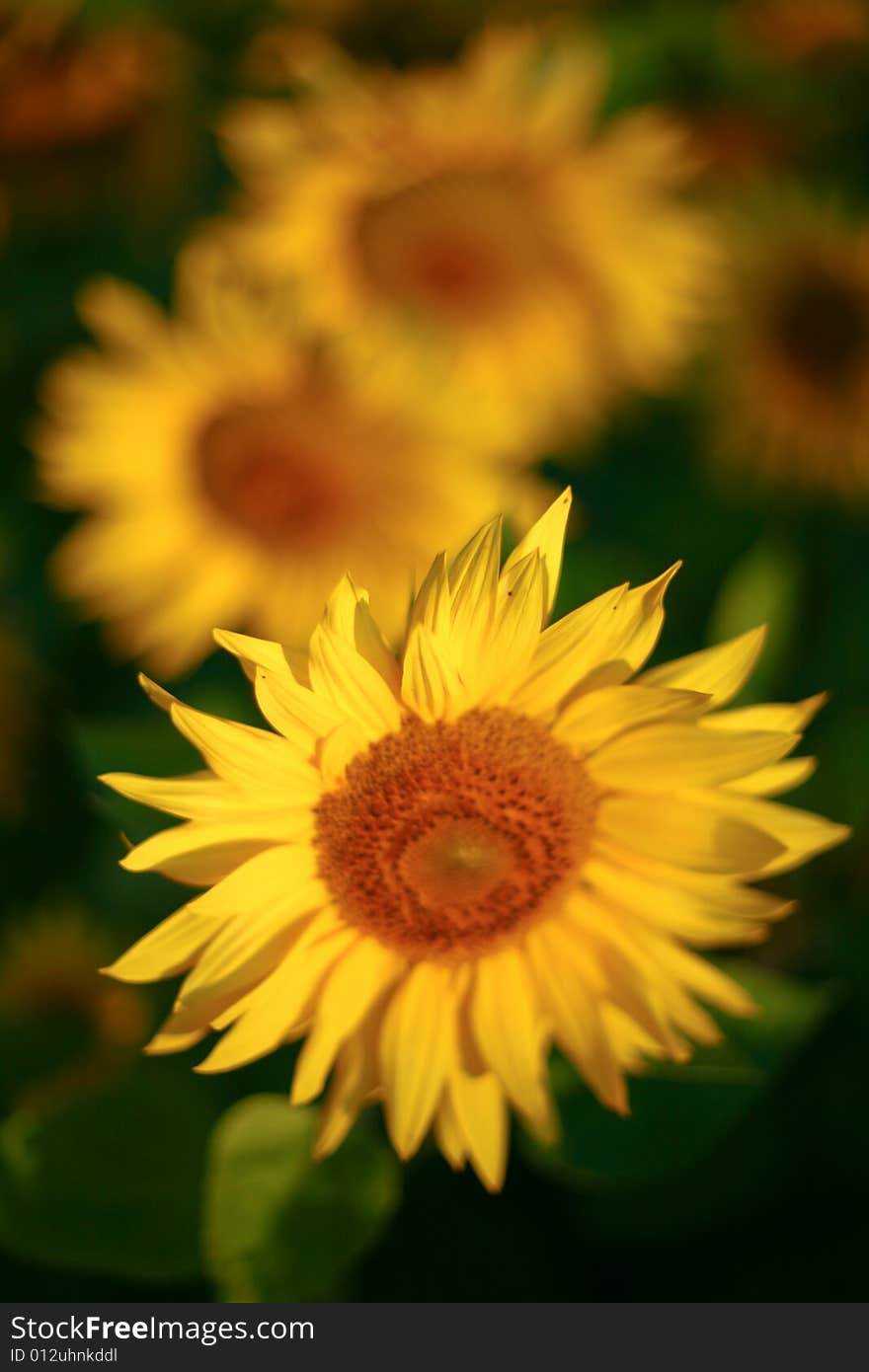 Yellow Sunflowers