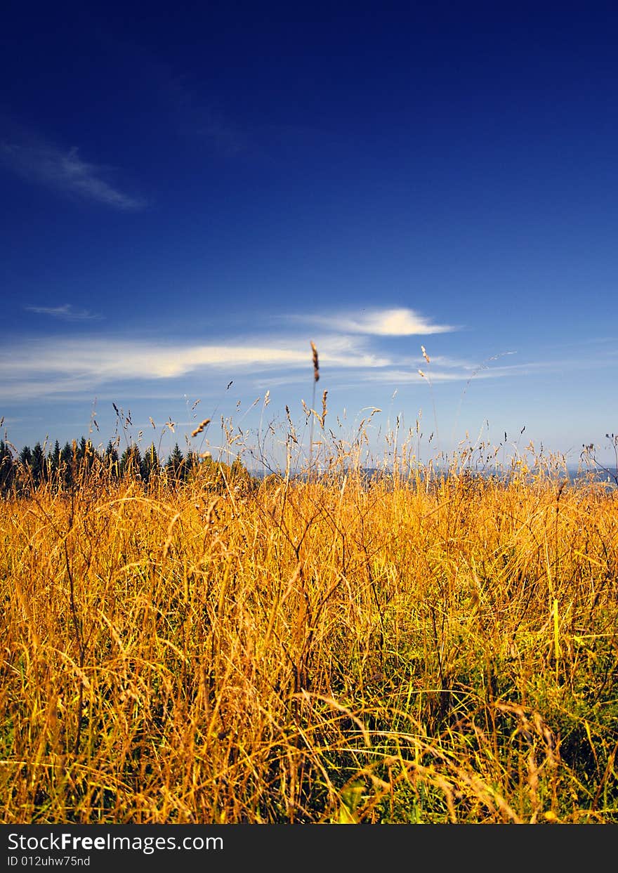 Farm field with yellow grain. Farm field with yellow grain