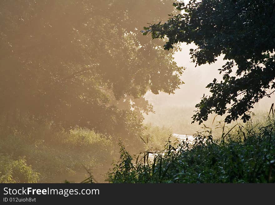 Foggy morning on forest edge