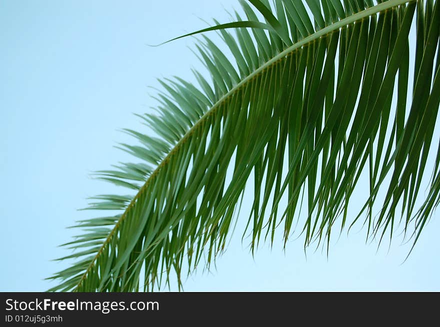 Palmtree leaves against a clear blue sky. Palmtree leaves against a clear blue sky