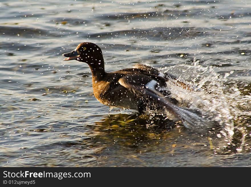 Duck Escape