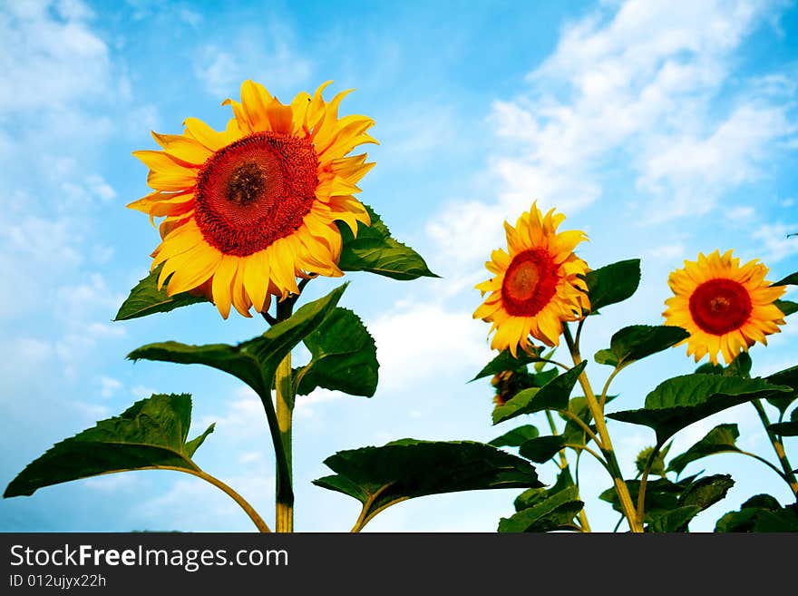 Bright sunflowers