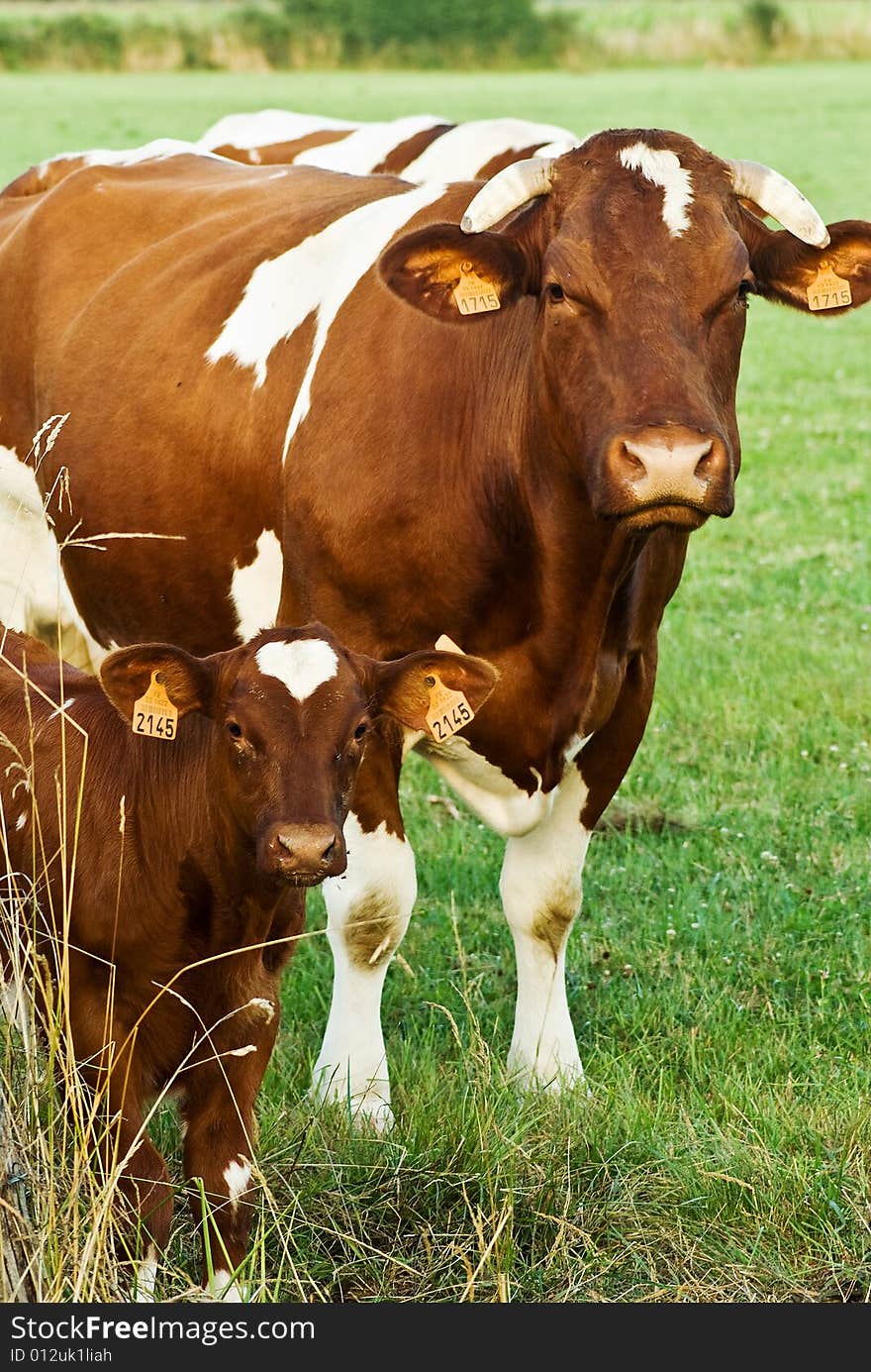 Two French cows pose patiently for a portrait. Two French cows pose patiently for a portrait