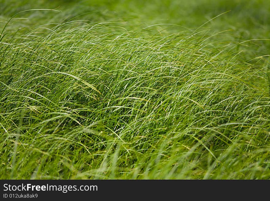 Grass