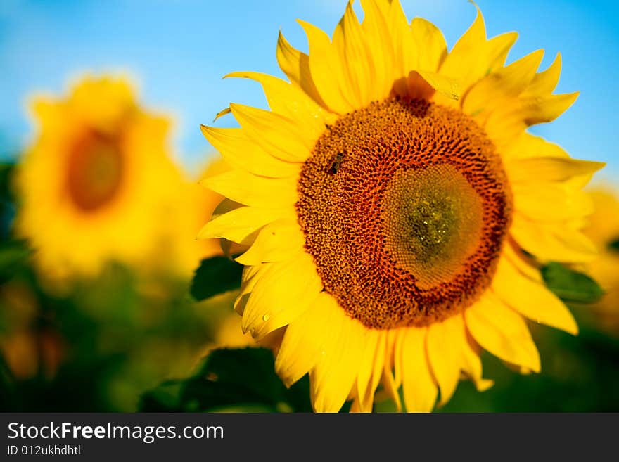 Bright yellow sunflowers