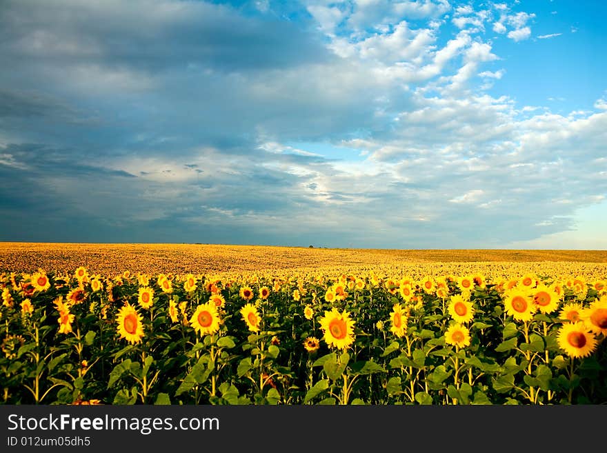 Field Of Sunflowers