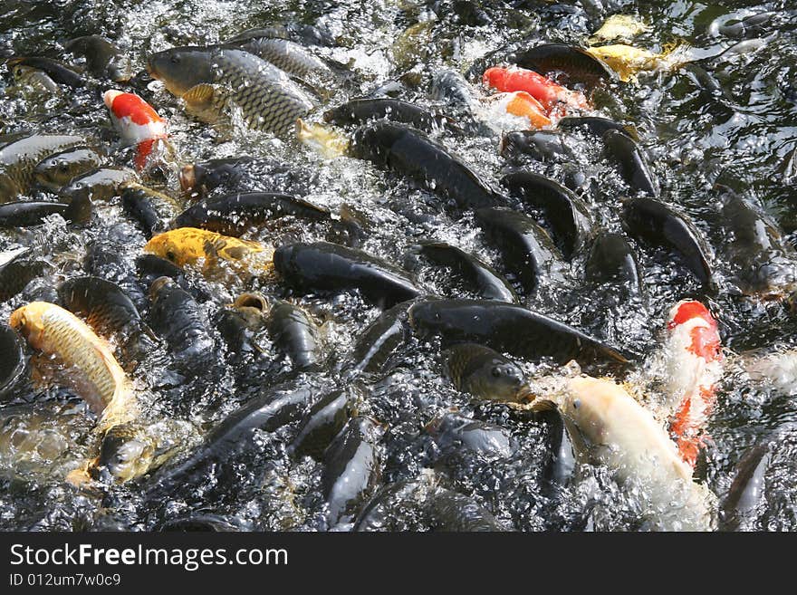 Plenty of hungry carp fish swimming in the pond (typical Chinese, Korean, Japanese park pond fish). Plenty of hungry carp fish swimming in the pond (typical Chinese, Korean, Japanese park pond fish)