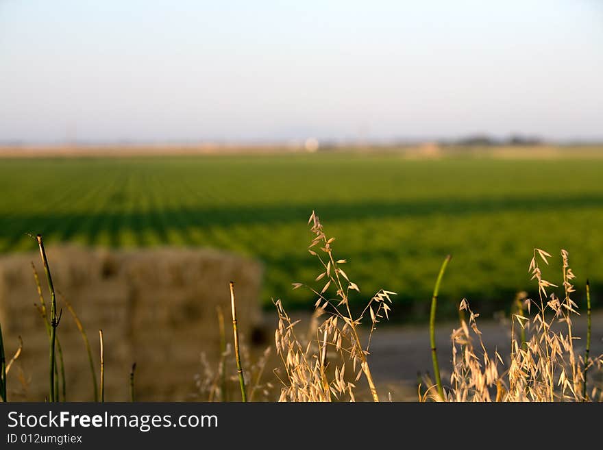 Hay with field