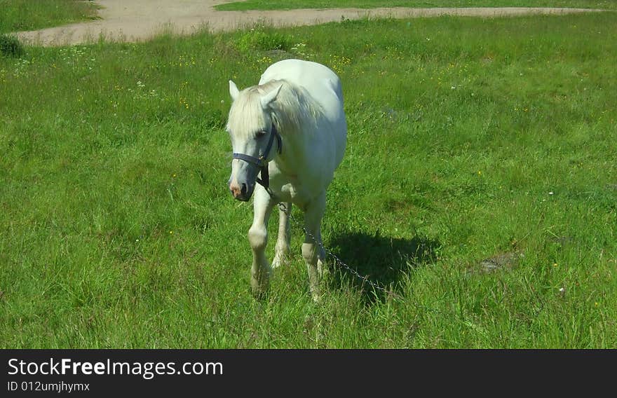 White horse on a meadow in countryside near St. Petersburg, Russia. White horse on a meadow in countryside near St. Petersburg, Russia