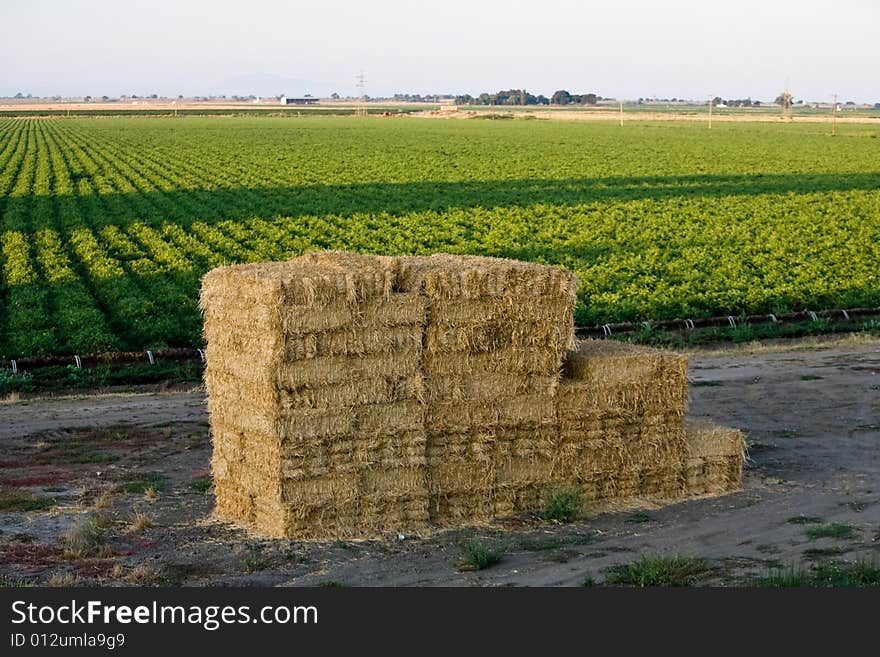 Stack of hay bales with crop field in background. Stack of hay bales with crop field in background