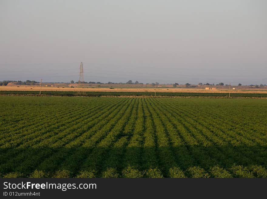 Crop Field