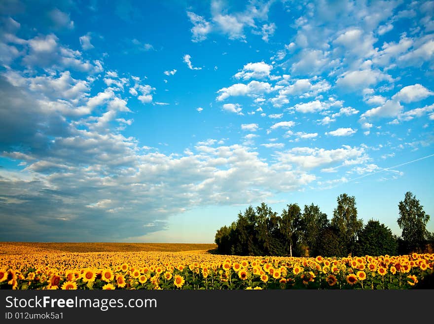 Field Of Sunflowers