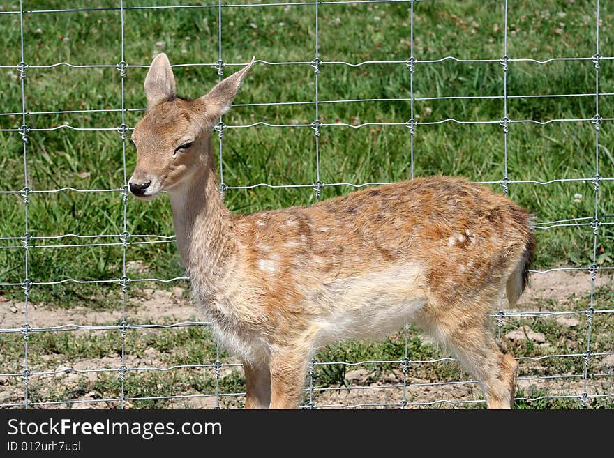 Baby deer