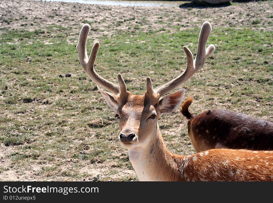 Deer