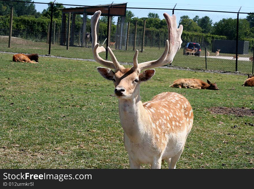 Deer