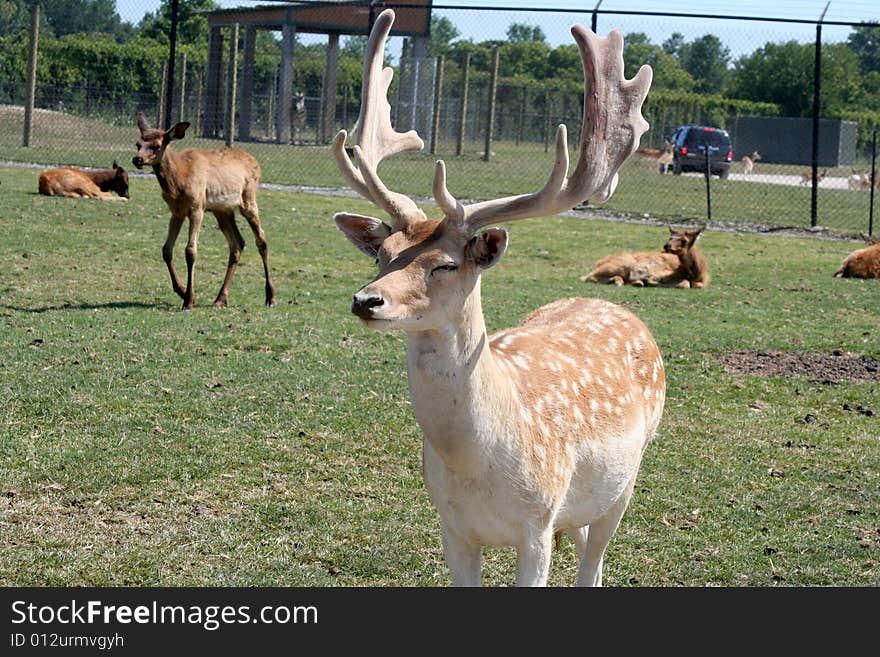 Deer