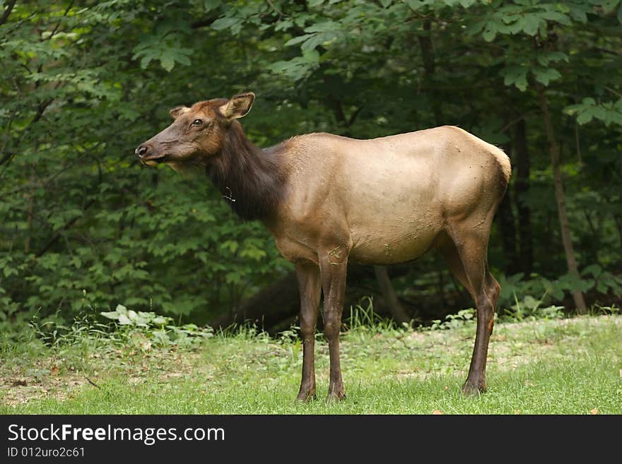 Cow Elk