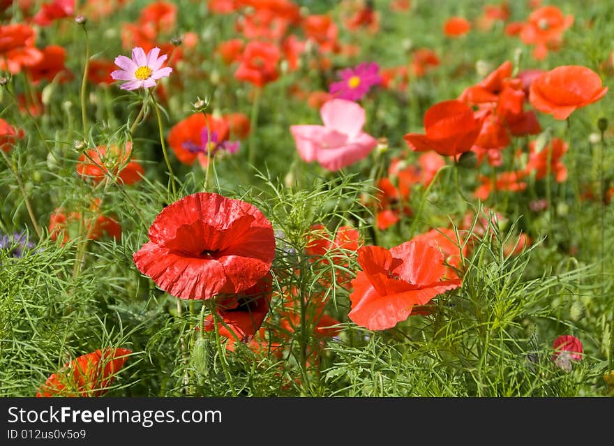 Flower background: red poppies and green grass. Flower background: red poppies and green grass