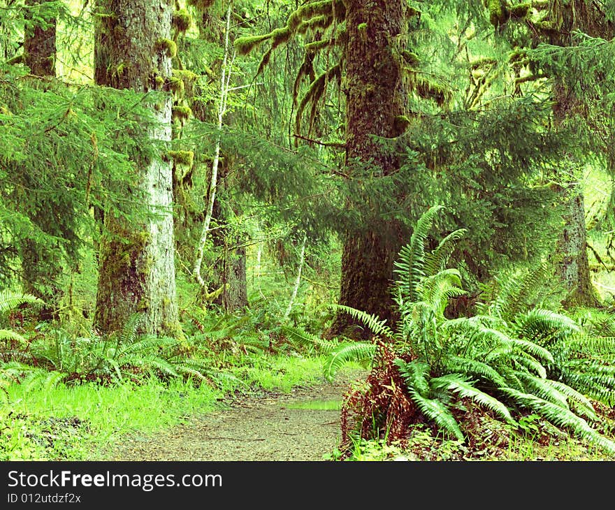 Hiking trail in green rain forest