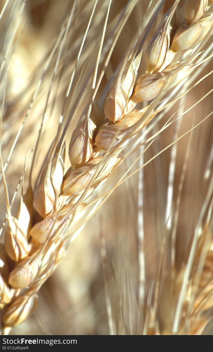 Closeup image of a shaft of wheat. Closeup image of a shaft of wheat