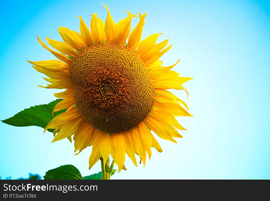 An image of sunflower. Background of blue sky. An image of sunflower. Background of blue sky