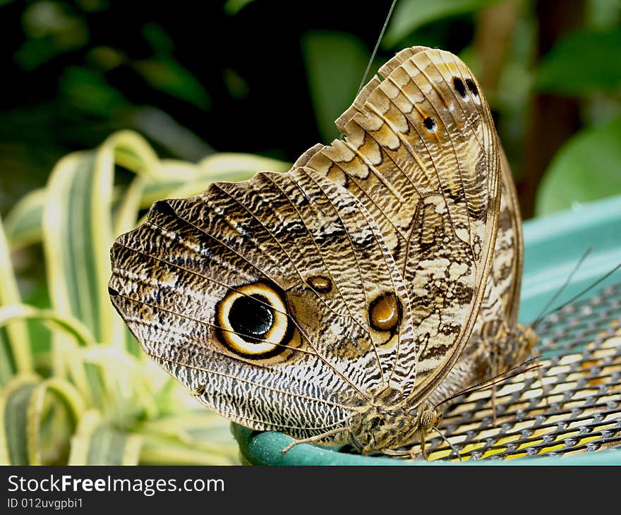 Close up shot of beautiful butterfly