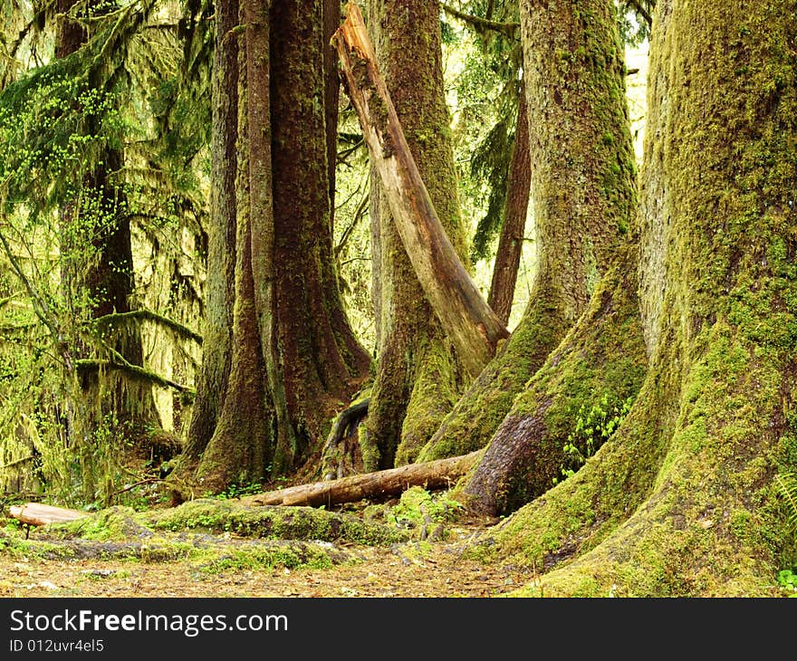 Old trunks of rainforest tress