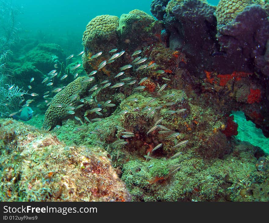 This image was taken at the Lighthouse Ledge reef in Pompano Beach, Florida about a mile off shore. South of Hillsboro Inlet. This image was taken at the Lighthouse Ledge reef in Pompano Beach, Florida about a mile off shore. South of Hillsboro Inlet.