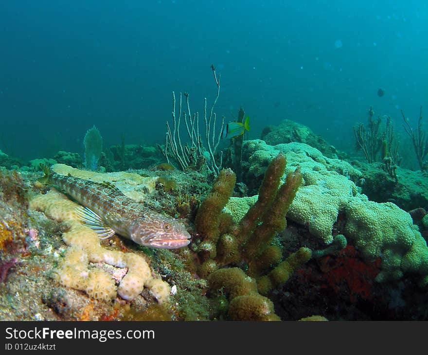 Coral Reef and fish