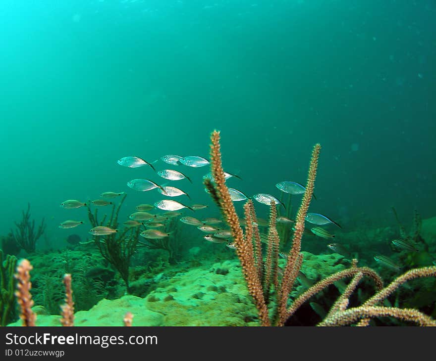 Coral Reef and fish