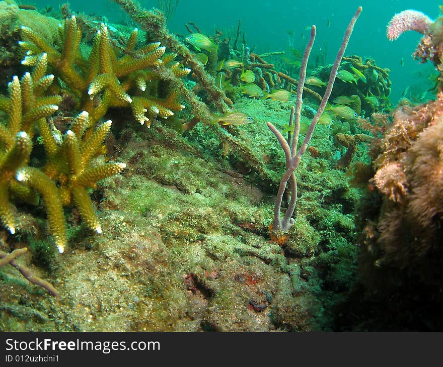 Coral Reef And Fish